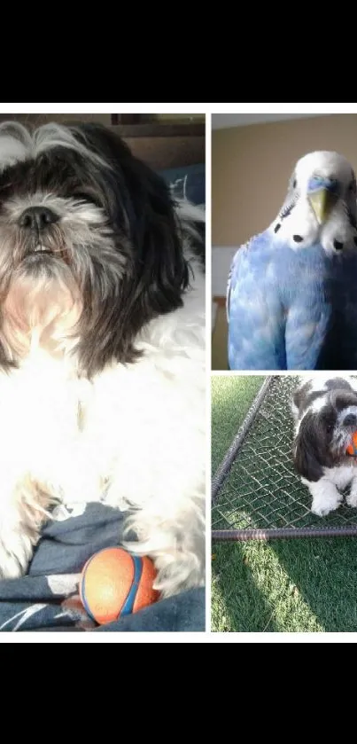 Cute Shih Tzu and parakeet in a pet collage wallpaper.