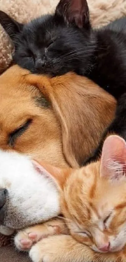 Sleeping dog with two cuddled cats.