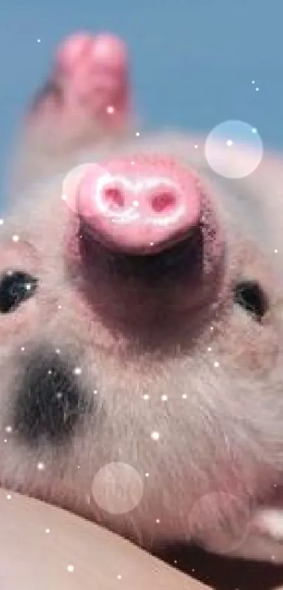 Adorable piglet lying on a person's hand with a blue sky background.