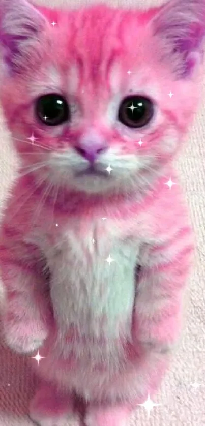 Charming pink kitten standing upright on a light background.