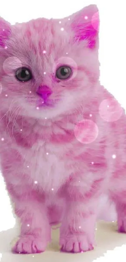 Adorable pink kitten with white background.