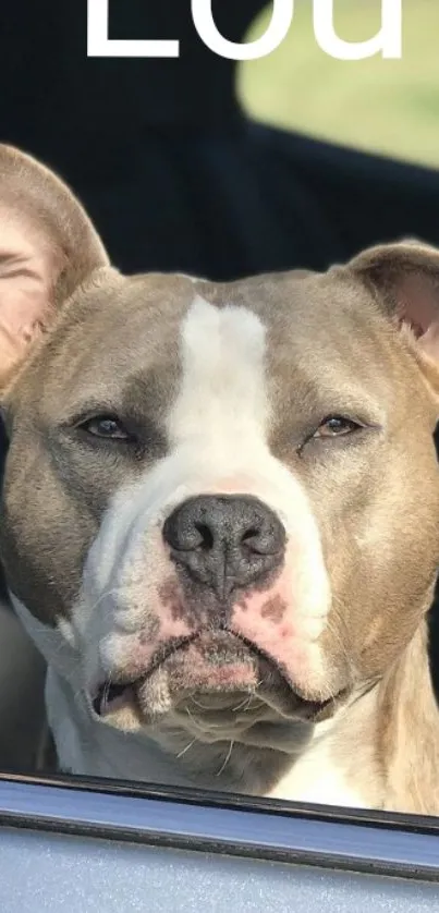 Adorable Pitbull dog sitting in car wallpaper