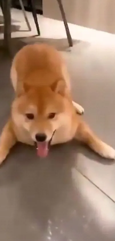 Playful Shiba Inu lying on the floor, tongue out, looking adorable.