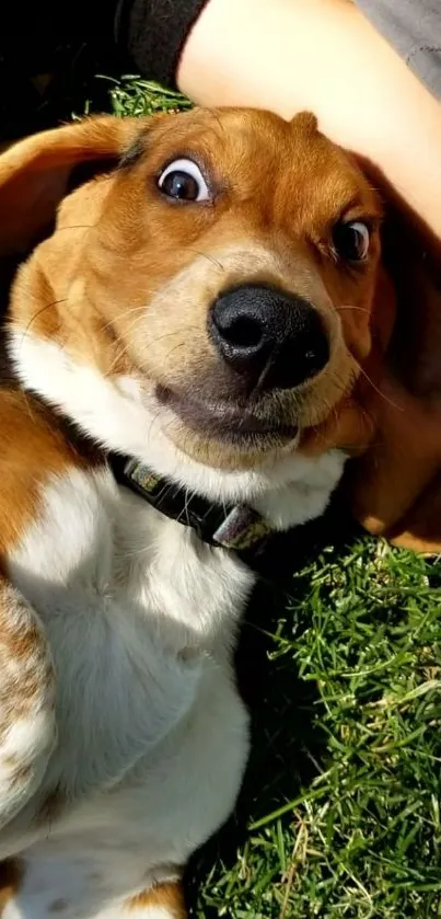 Playful brown and white dog lying on green grass looking surprised.