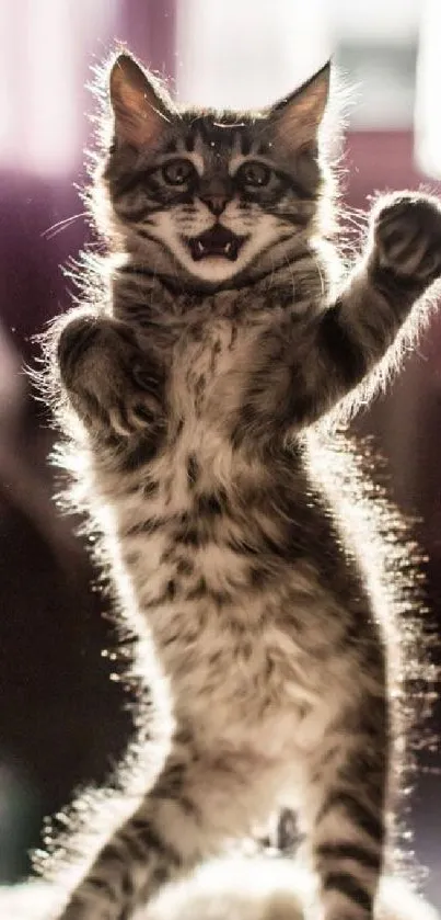 Playful kitten with fluffy fur and joyful expression in sunlight.