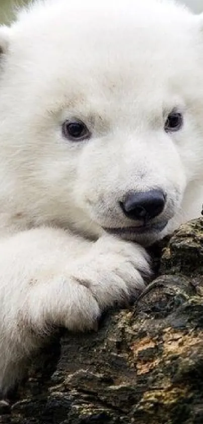 Adorable baby polar bear resting on wood.