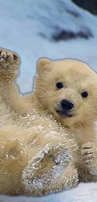 Adorable polar bear cub playing in snow.