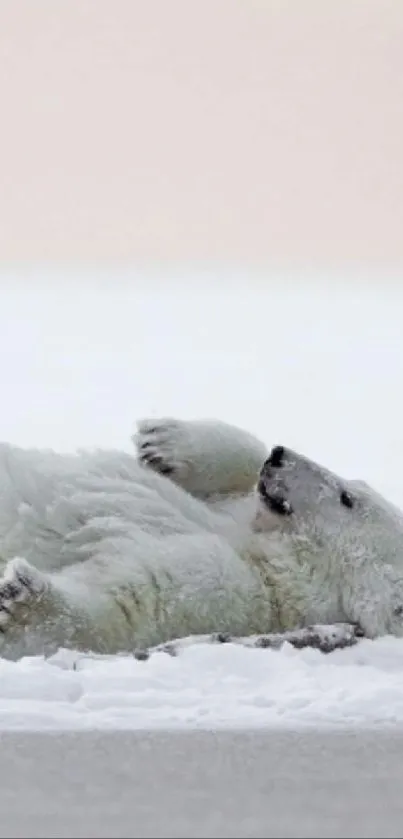 Adorable polar bear on snowy ground, relaxing peacefully.