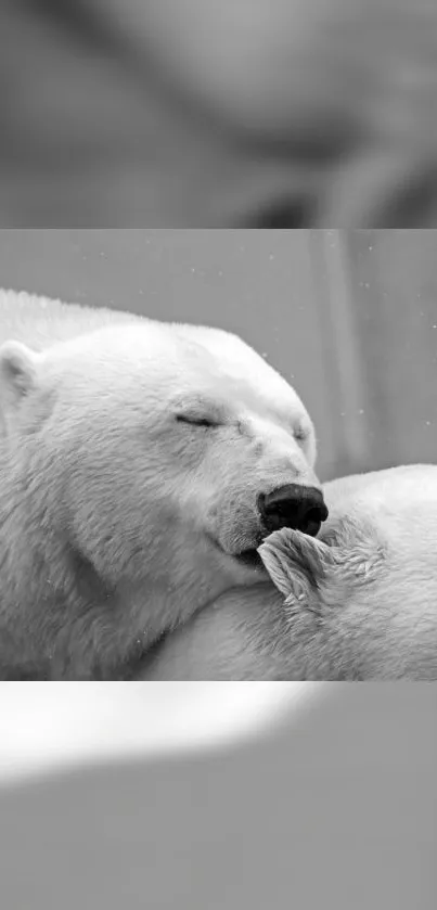 Adorable polar bear embracing, captured in black and white for mobile wallpaper.