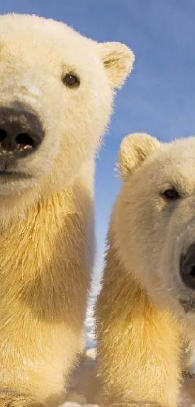 Two cute polar bears on snowy terrain with a blue sky background.