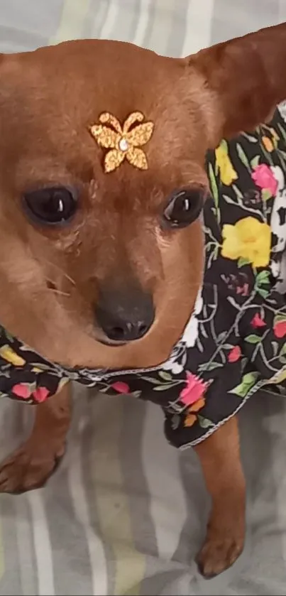 Cute dog wearing floral dress with golden accessory on forehead.