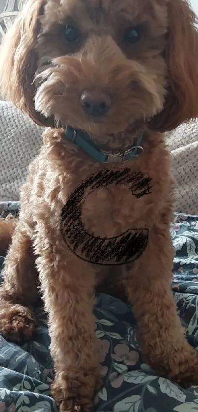 Adorable brown poodle sitting on bed with floral blanket.