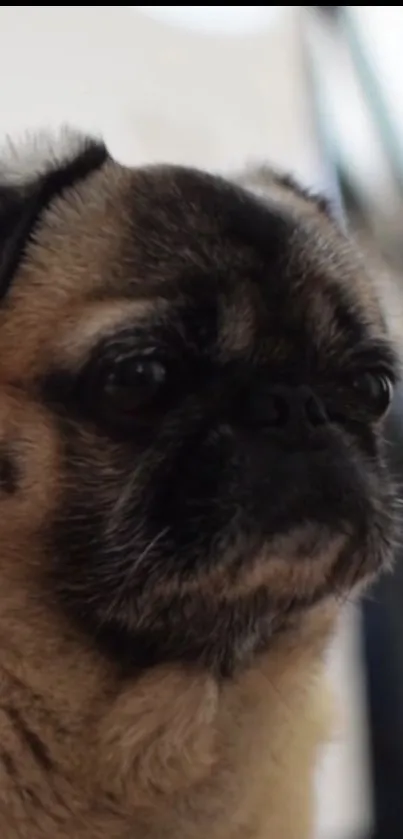 Adorable pug dog close-up against blurred background.