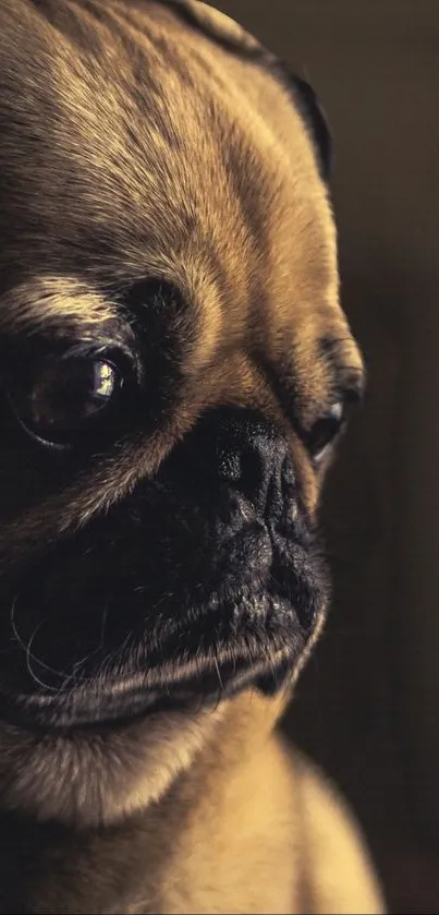 Close-up portrait of an adorable pug dog in warm lighting.