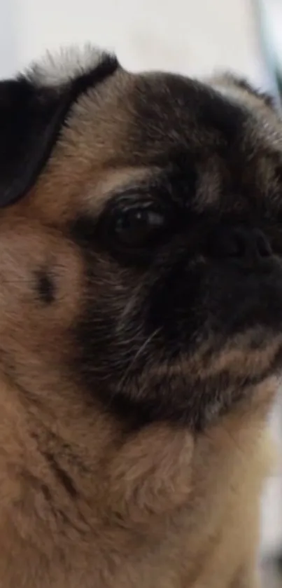 A close-up of a cute pug dog with a tan coat, perfect for mobile wallpaper.