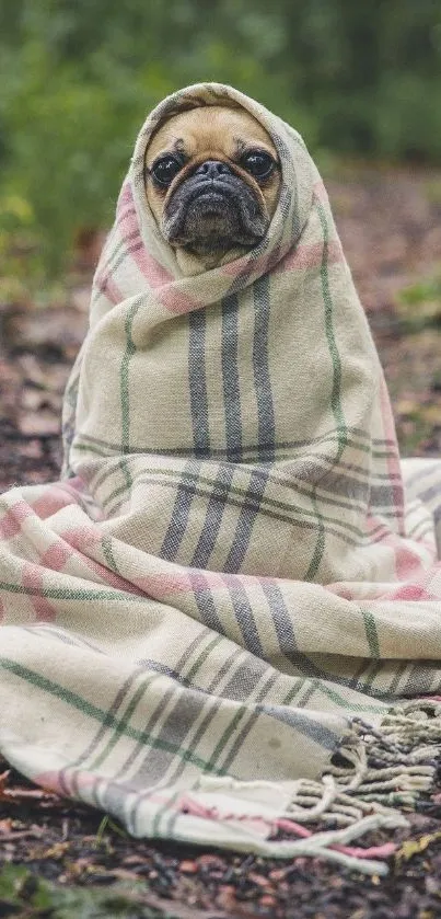 Pug wrapped in a plaid blanket sitting on a forest path.