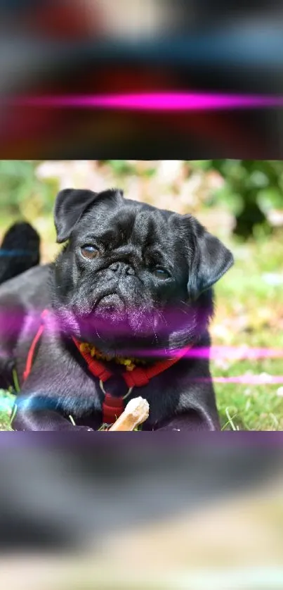 Charming pug lying on grass with colorful background accents.