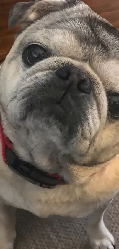 Cute pug looking up with a gray coat and red collar for wallpaper.