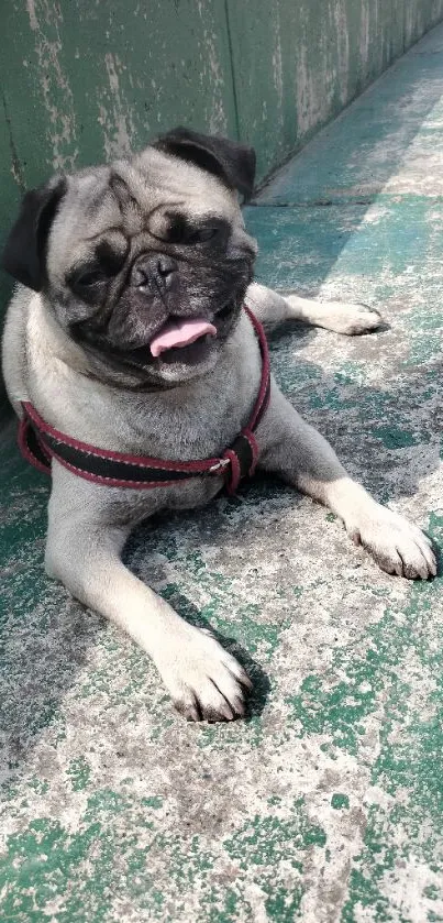 Adorable pug laying on a green textured surface outdoors.