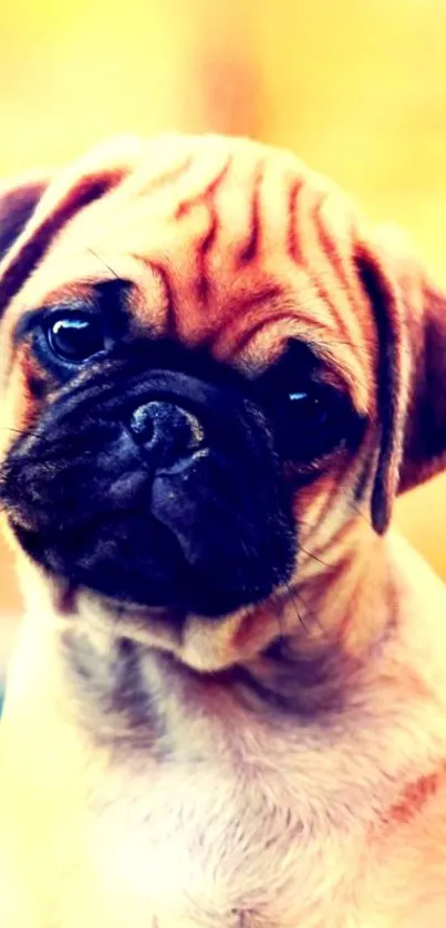 Adorable pug puppy with wrinkled brow and cute expression on a warm background.