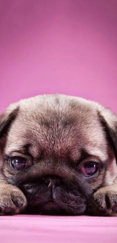 Adorable pug puppy on a pink background.