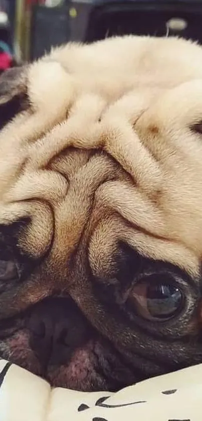 Adorable pug resting with wrinkled face close-up.