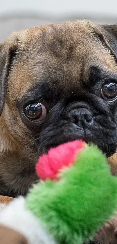 Cute pug with colorful toy, perfect for mobile wallpaper.