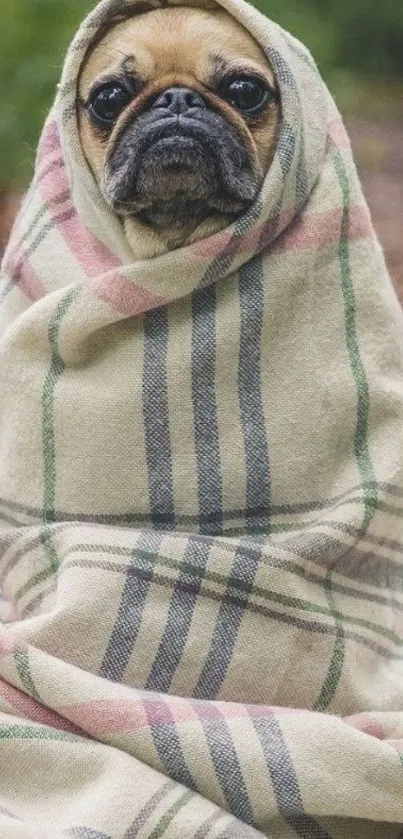 Cute pug wrapped in a plaid blanket outdoors.