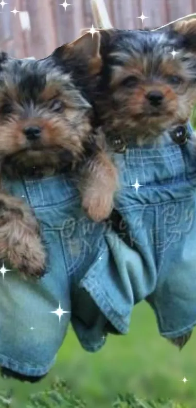 Two adorable puppies in denim overalls hang in a garden setting.