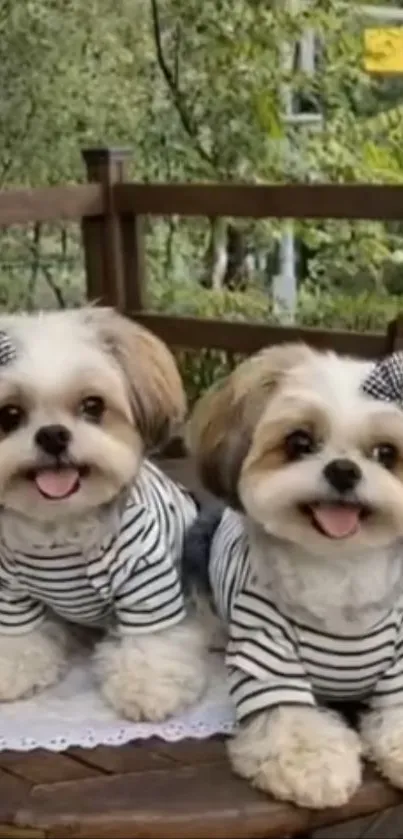Two cute puppies wearing striped outfits on a table.