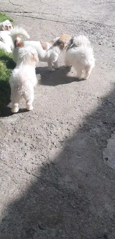 Fluffy white puppies play in the sun on a concrete path.