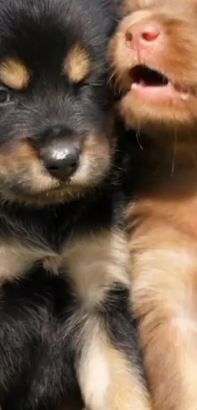 Two adorable puppies cuddling in a close-up shot.