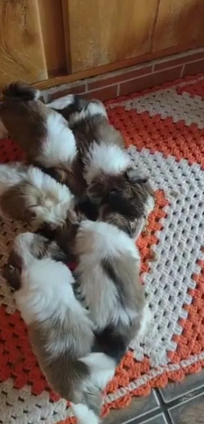 Cute fluffy puppies resting on a colorful crochet rug.