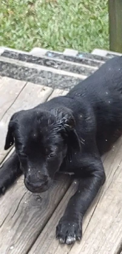 Mobile wallpaper of black puppies on a wooden deck.