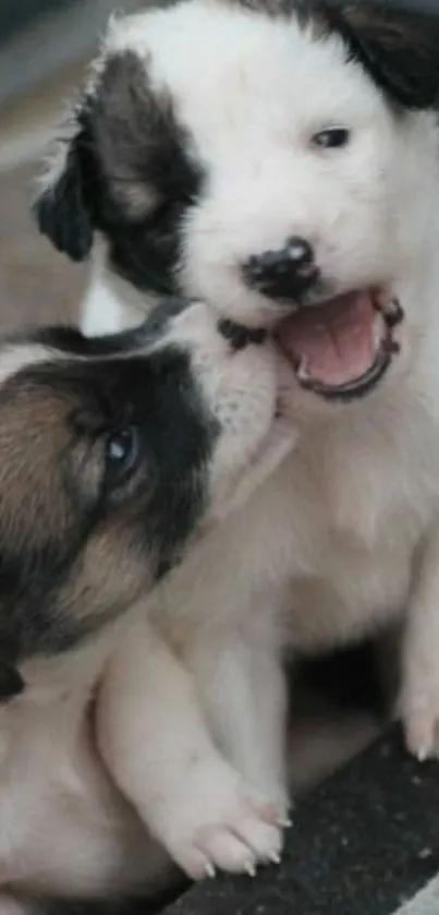 Two adorable puppies sharing a playful moment.