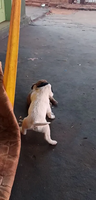 Two playful puppies on a porch with a cozy setting.