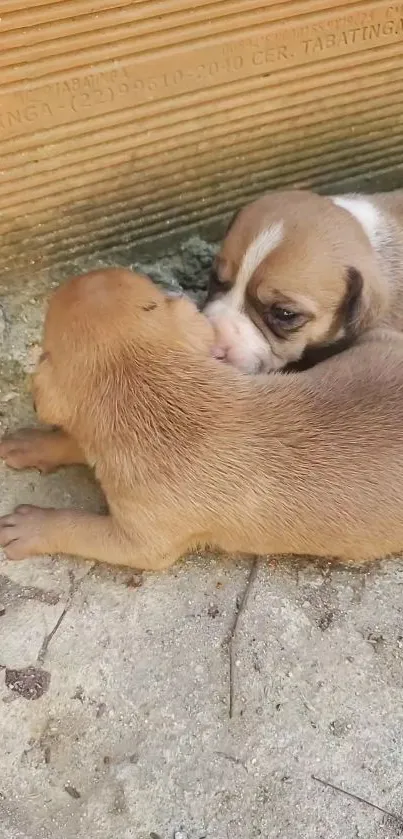 Two cute puppies cuddling on a concrete surface.