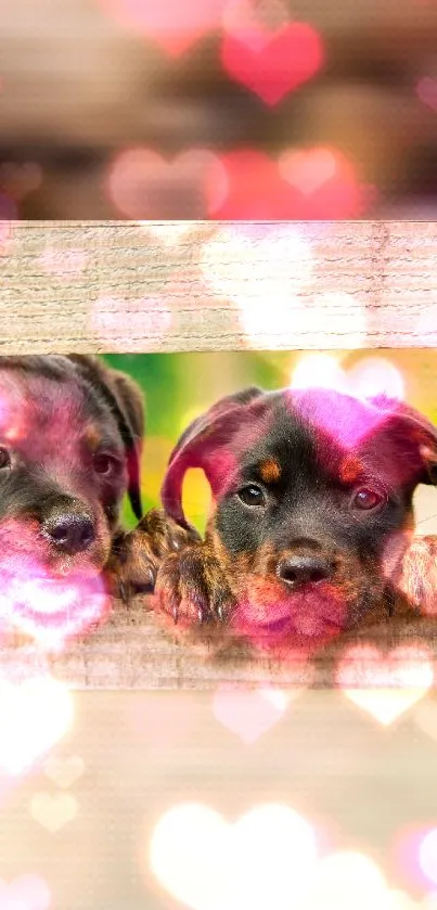 Two puppies peeking over wood with heart-shaped lights.