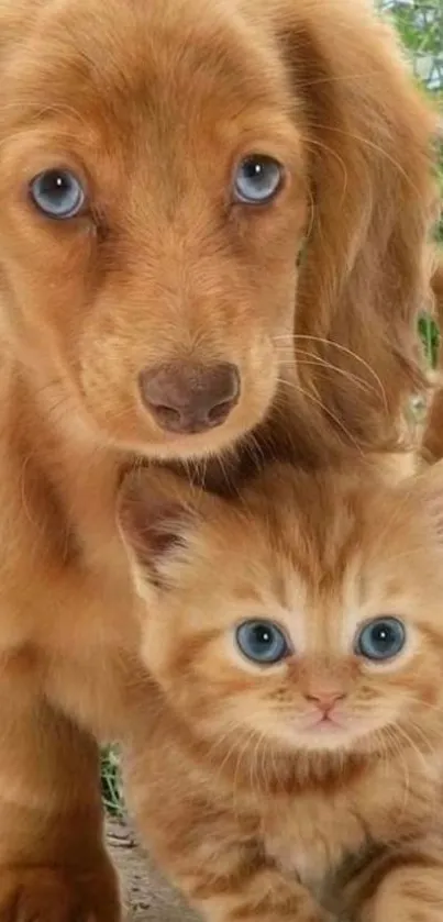 Adorable puppy and fluffy kitten together in a garden.