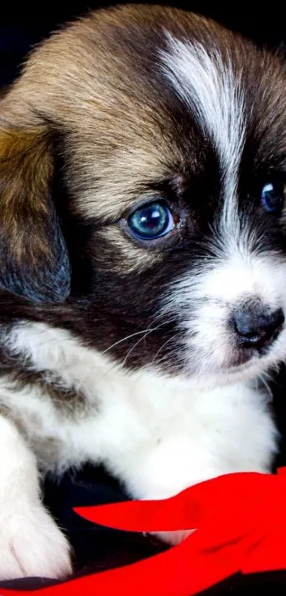 Adorable puppy with red ribbon and bright eyes on black background.