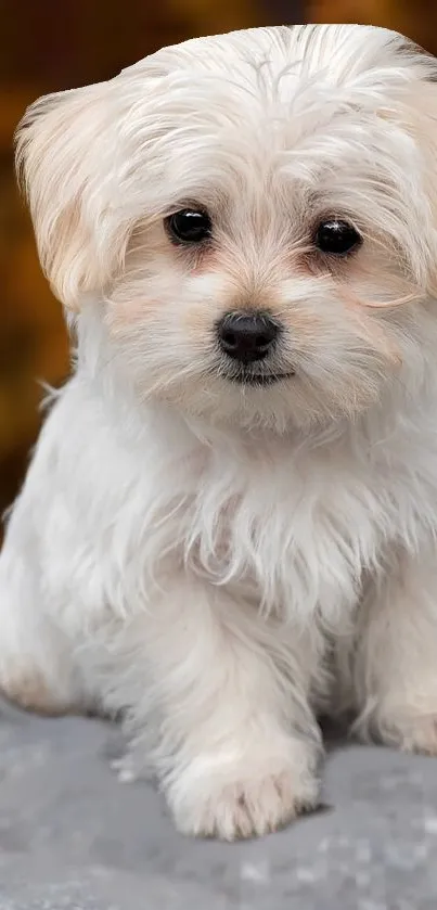 Cute white puppy on rock with autumn leaves behind.