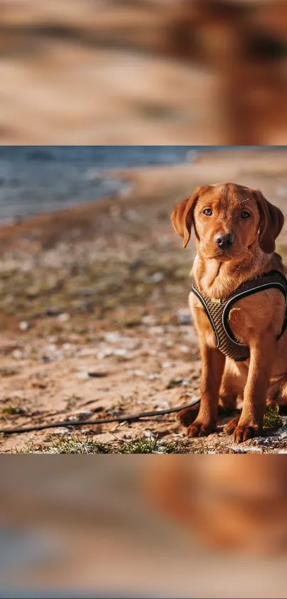 Adorable puppy sitting on a sandy beach with a harness.