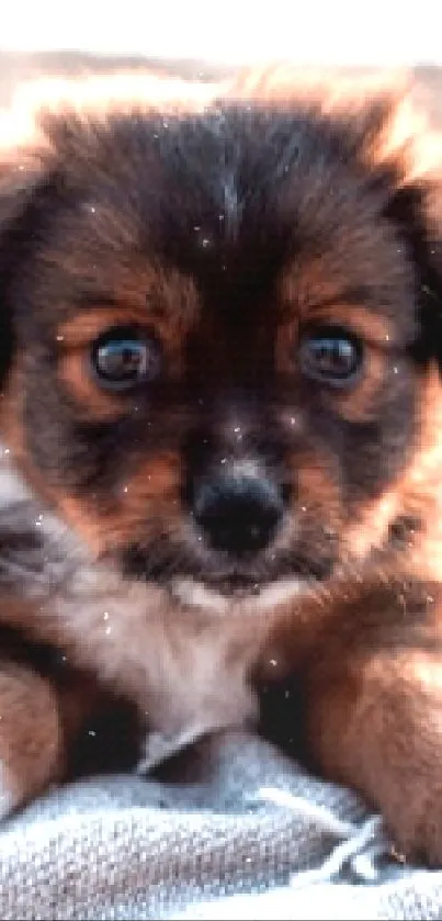 Cute puppy on blanket by the beach during sunset.