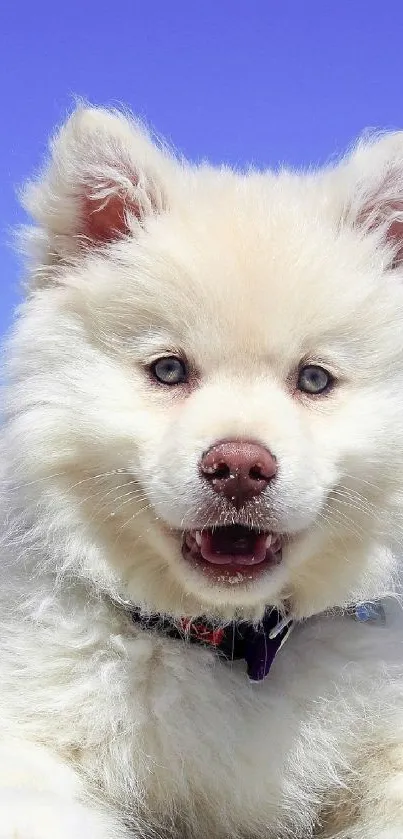Fluffy puppy relaxing on a sunny beach under a clear blue sky.