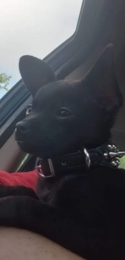 Black puppy with spiked collar in car.