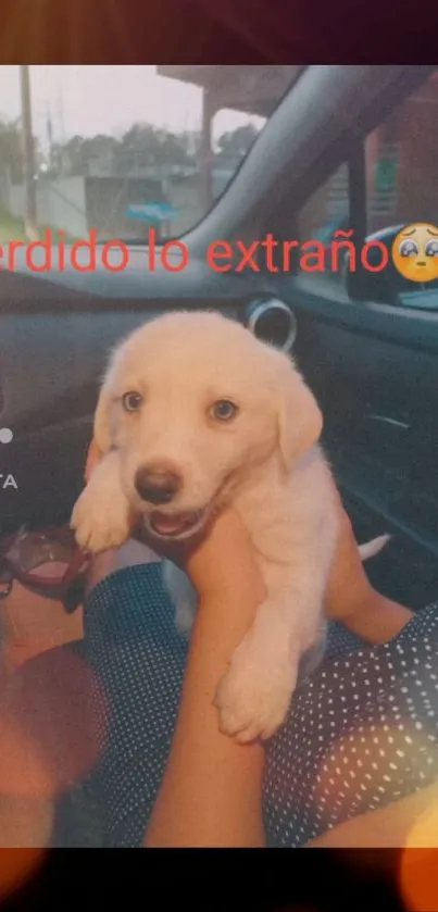 Cute puppy enjoying a car ride, looking happy and playful.