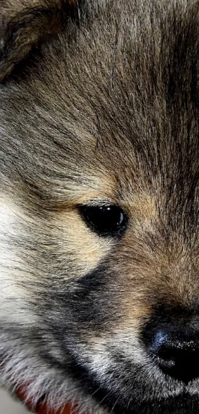 Close-up of an adorable puppy with fluffy brown fur.