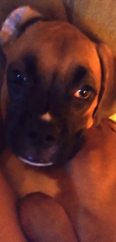 Adorable brown puppy resting on sofa, close-up view.