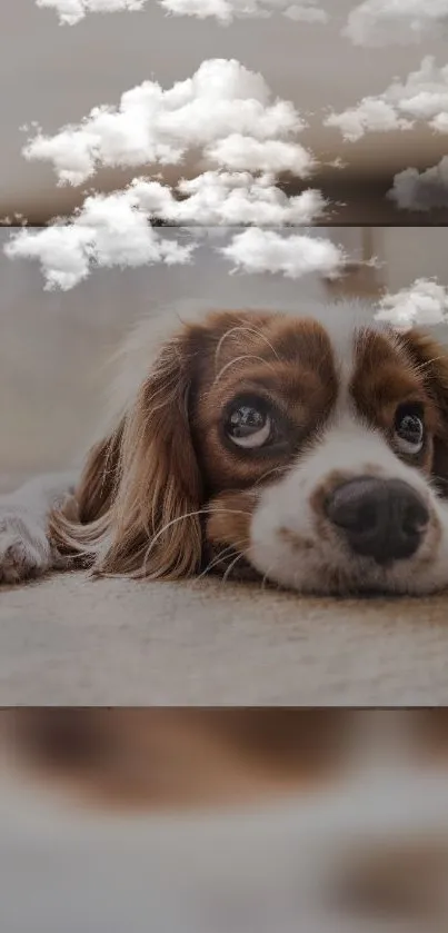 Puppy lounging with fluffy clouds overhead.