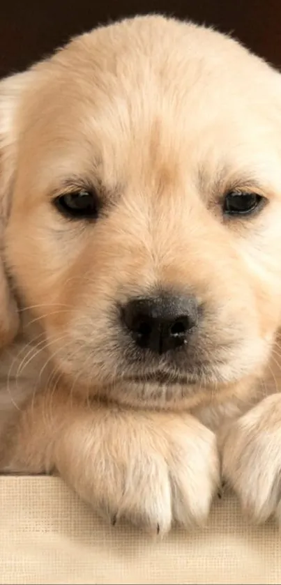 Two adorable Golden Retriever puppies leaning on a ledge.